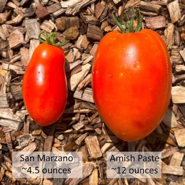 amish paste tomato vs san marzano choosing the perfect tomato for your recipes: Flavor Foundations