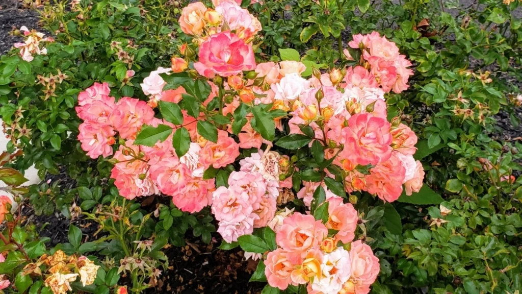 Applying apricot vs peach drift rose in Living Room Designs