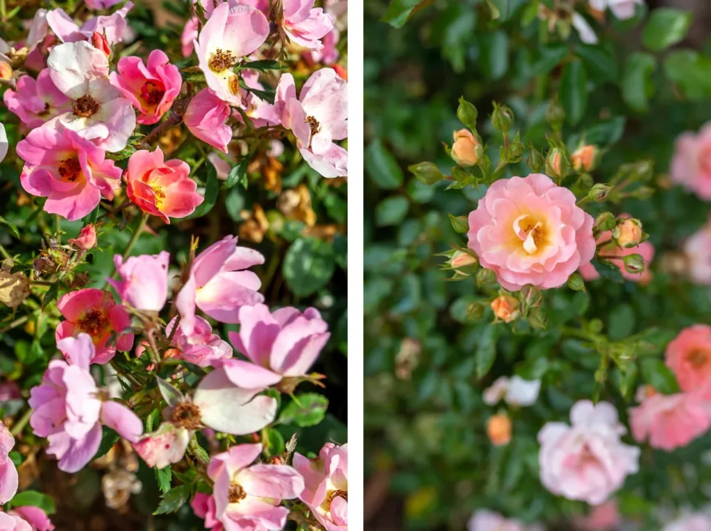 apricot vs peach drift rose: Understanding the Core Differences