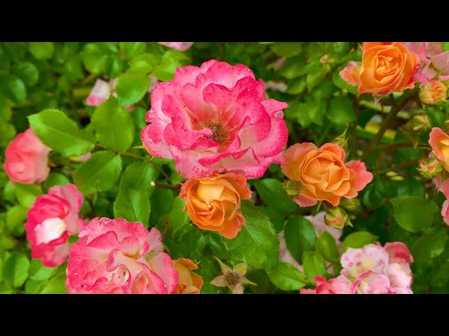 Bedroom Bliss: Choosing Between apricot and peach drift rose