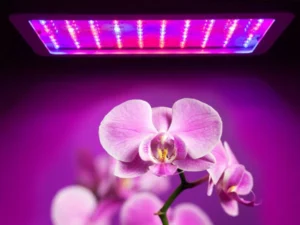 Best Grow Lights for Orchids Nurturing Your Blooms with the Perfect Glow