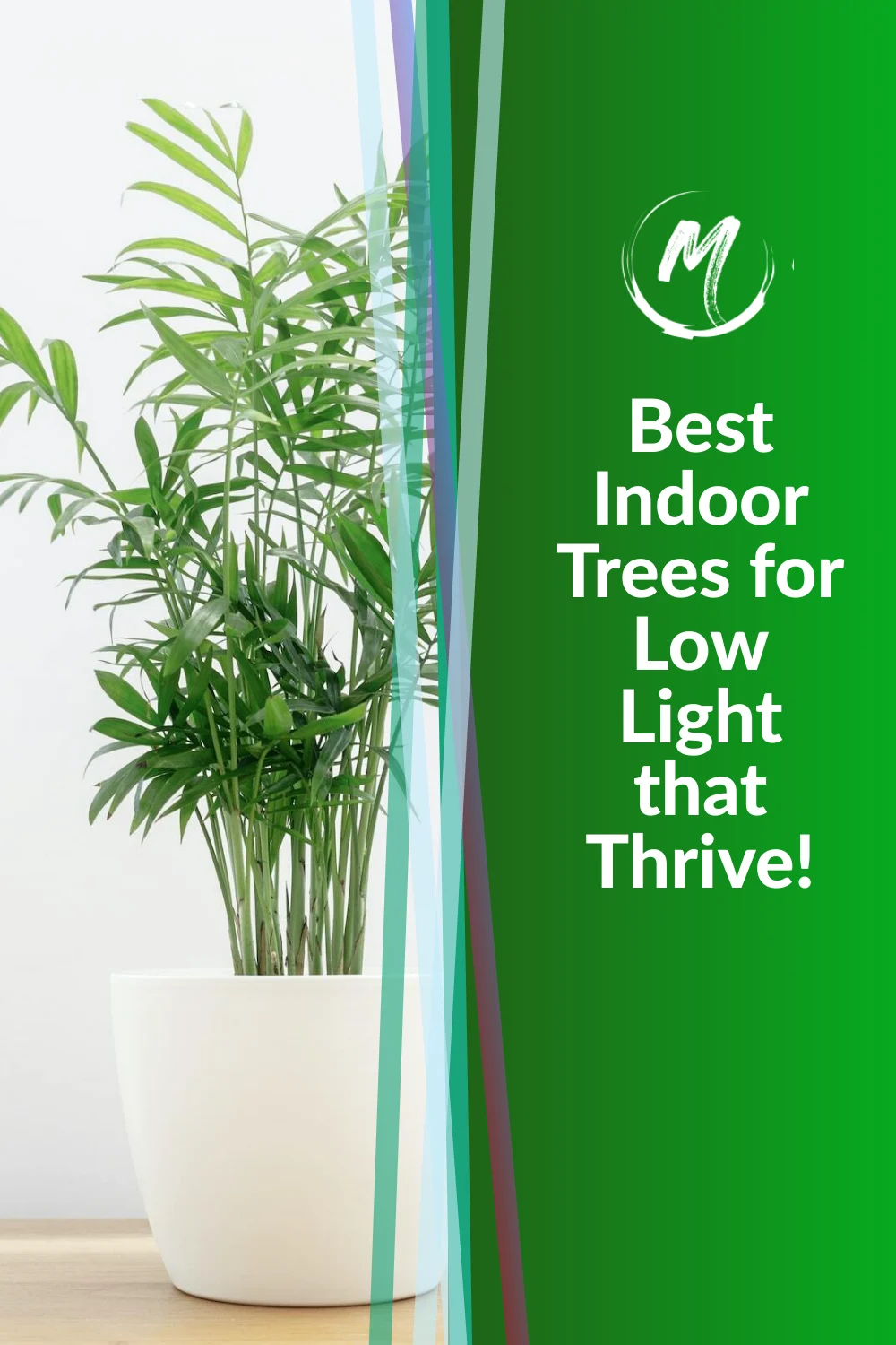 Best Indoor Trees for Low Light: Top Selections