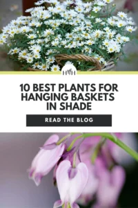 Best Plants for Hanging Baskets in Shade