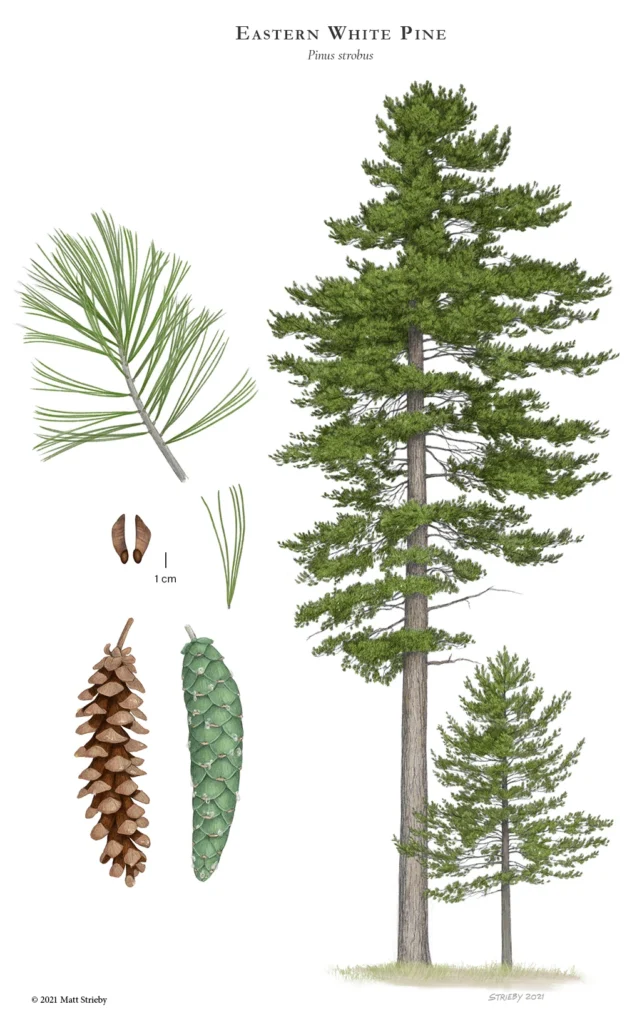 Botanical Background and Growth Characteristics