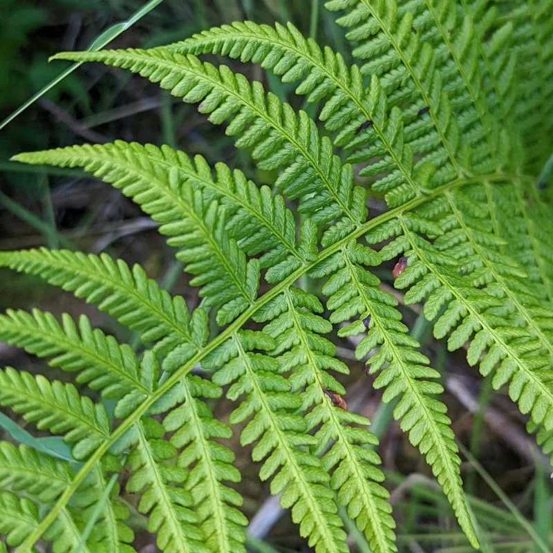 Botanical Basics: What Makes Lady Fern and Ostrich Fern Unique?