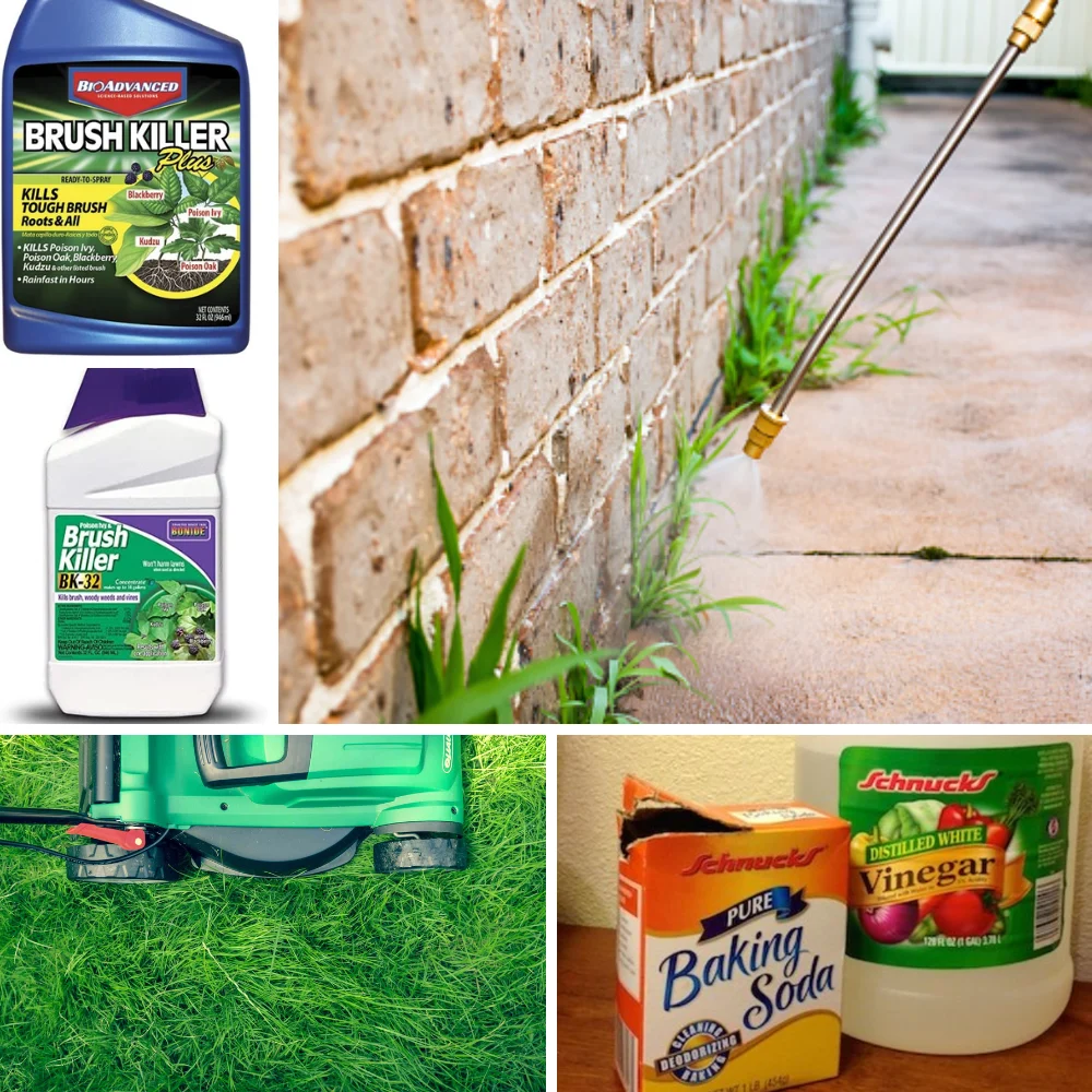 brush killer vs weed killer making the right choice for your landscape: Core Differences Explained