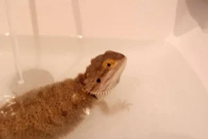 Can I Bathe My Bearded Dragon in Tap Water?