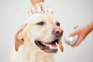 Can I Bathe My Dog Before She Gives Birth? Timing and Veterinary Guidance