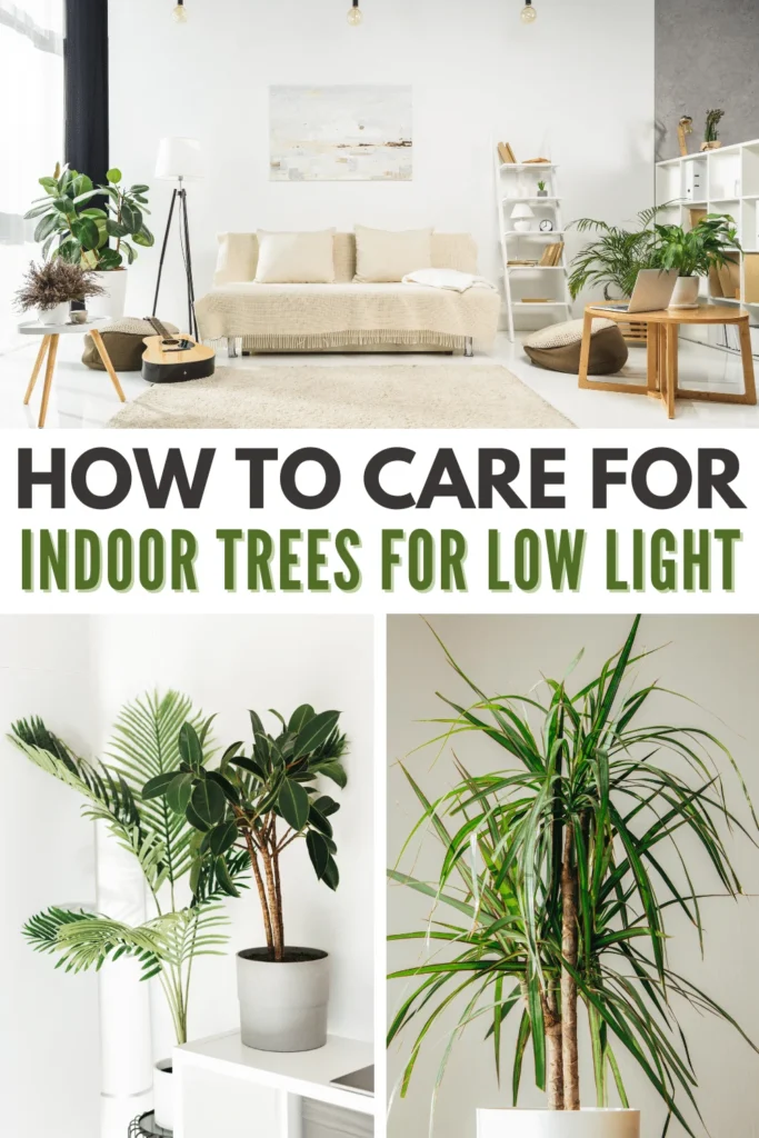 Care Essentials for Low‑Light Trees