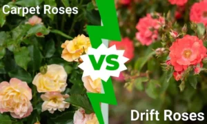 carpet roses vs drift roses choosing the perfect bloom for your garden: Growth Habit and Size