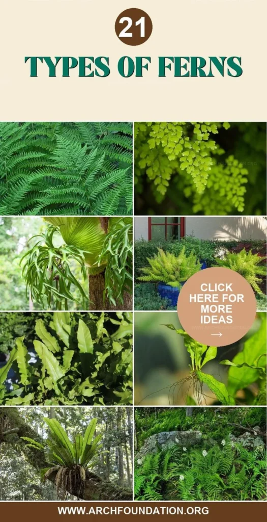 Choosing the Right Fern for Your Space