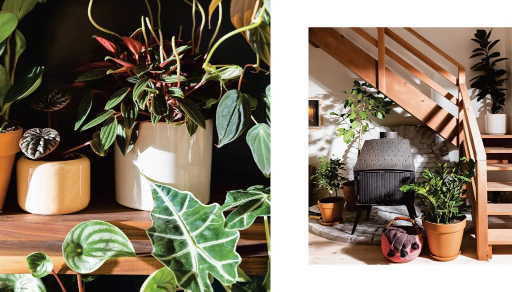 Choosing the Right Plant for Your Space