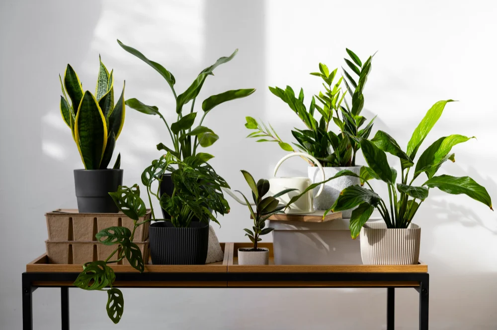 Choosing the Right Plants for a Minimalist Look