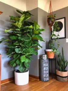 Choosing the Right Plants for a Small Living Room Plant Corner Décor