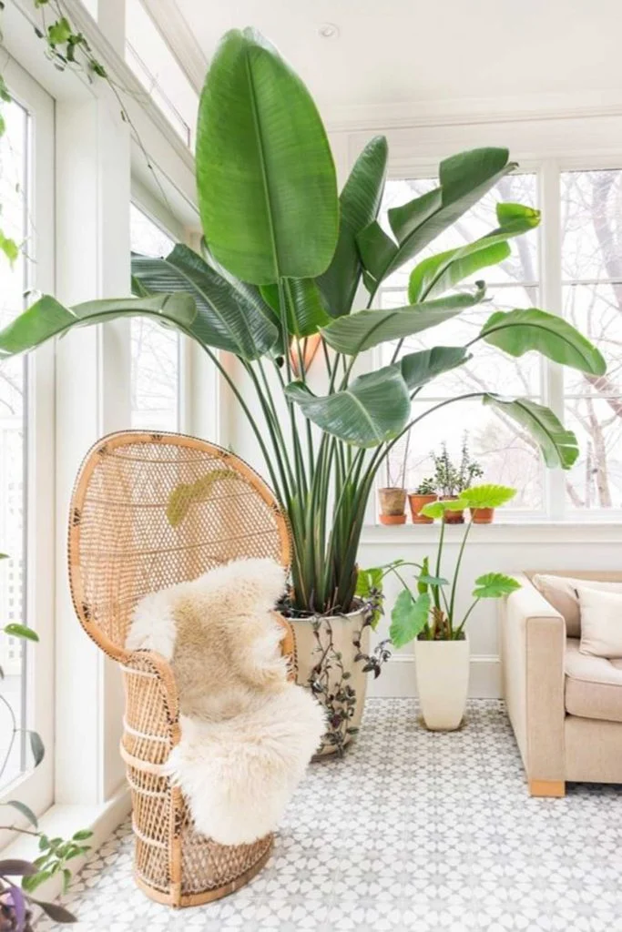 Choosing the Right Plants for Your Living Room