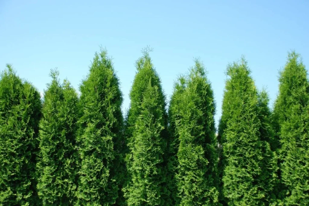 Climate Tolerance and Hardiness: spring grove arborvitae vs green giant