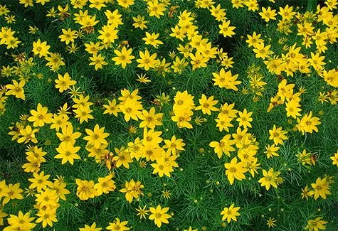 Coreopsis Zagreb vs Moonbeam – Overview of the Two Varieties