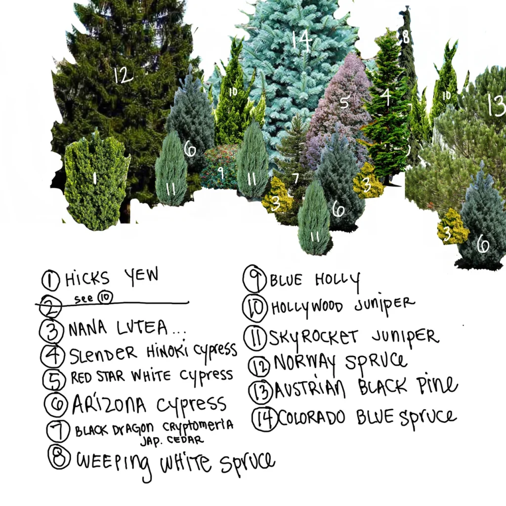 Design Applications: From Front Yards to Rock Gardens in the moonglow juniper vs wichita blue juniper navigating the landscape dilemma