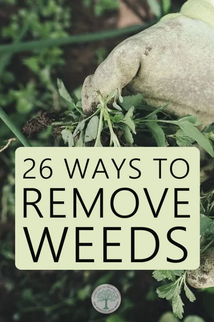 Design‑Friendly Weed Removal Techniques