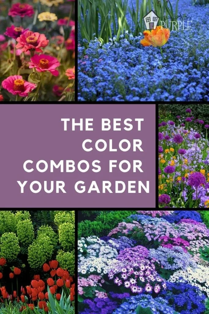 Design Pairings: How Each Color Enhances Garden Themes