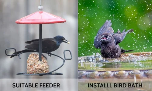Designing the Bath Area to Deter Crows