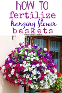 Factors to consider when choosing fertilizer for hanging baskets