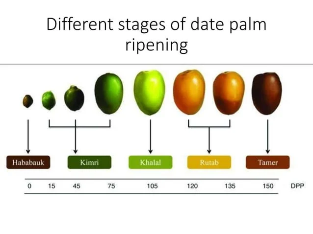 Fruit Production, Flavor Profile, and Harvest Timing