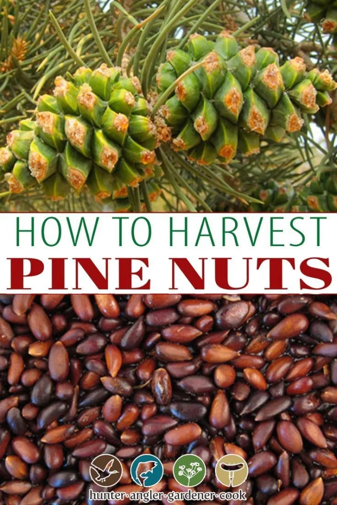 Fruit Quality and Harvest Timing