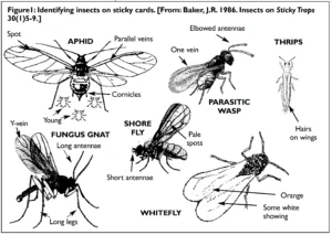 fungus gnat vs root aphid battle of the garden pests: Biology and Life Cycle