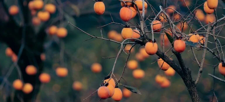 giant fuyu persimmon vs fuyu persimmon unraveling the sweet debate: Origin and Botany