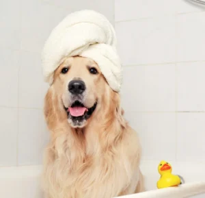 Golden Retrievers and Bathing: How Often Is Too Often?