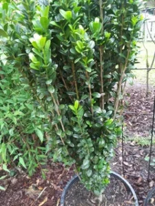 green spire euonymus vs sky pencil holly choosing the perfect plants for your landscape – Overview and Key Differences