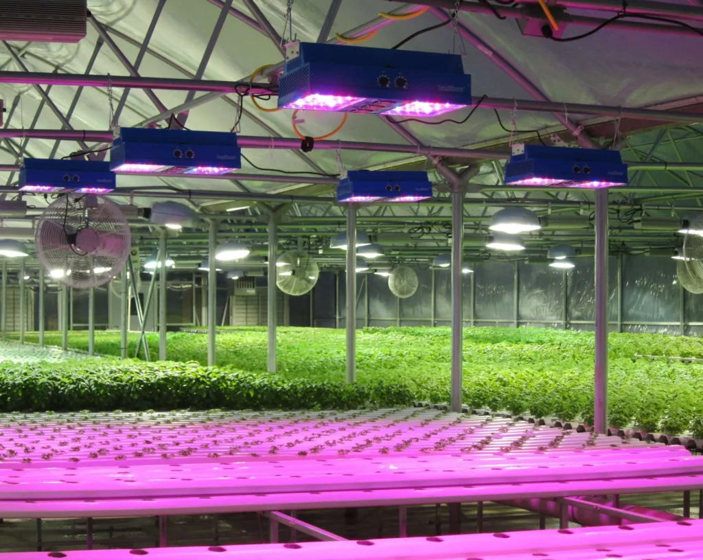 greenhouse vs grow lights: Understanding the Basics