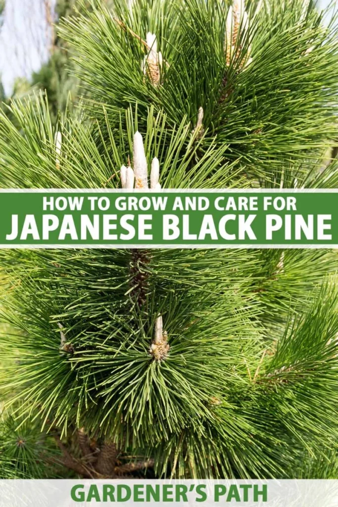 Growing Conditions and Garden Care