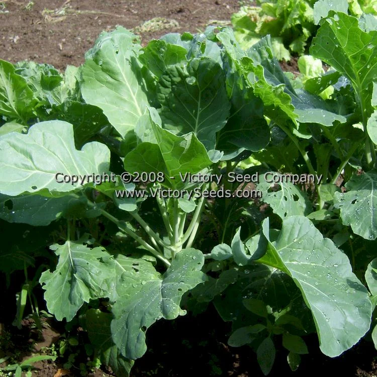 Growing Conditions for Morris Heading Collards vs Georgia Collards