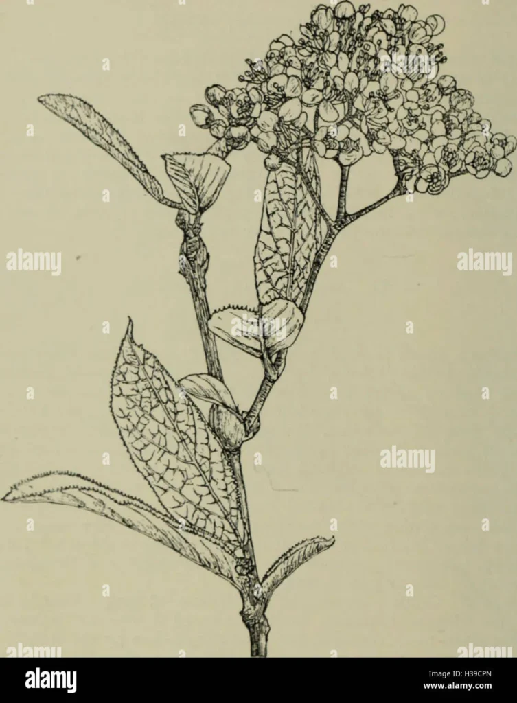 Growth Habits and Climate Suitability