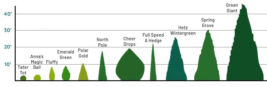 Growth Rate and Mature Size: spring grove arborvitae vs green giant