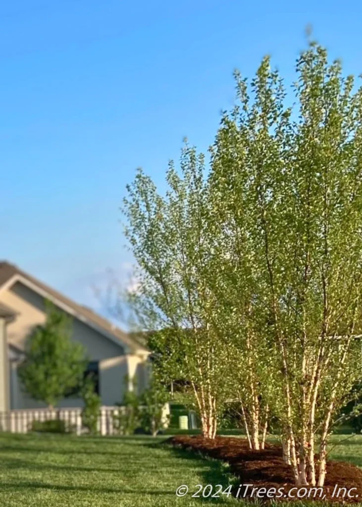 heritage birch vs river birch – Performance in Interior Design