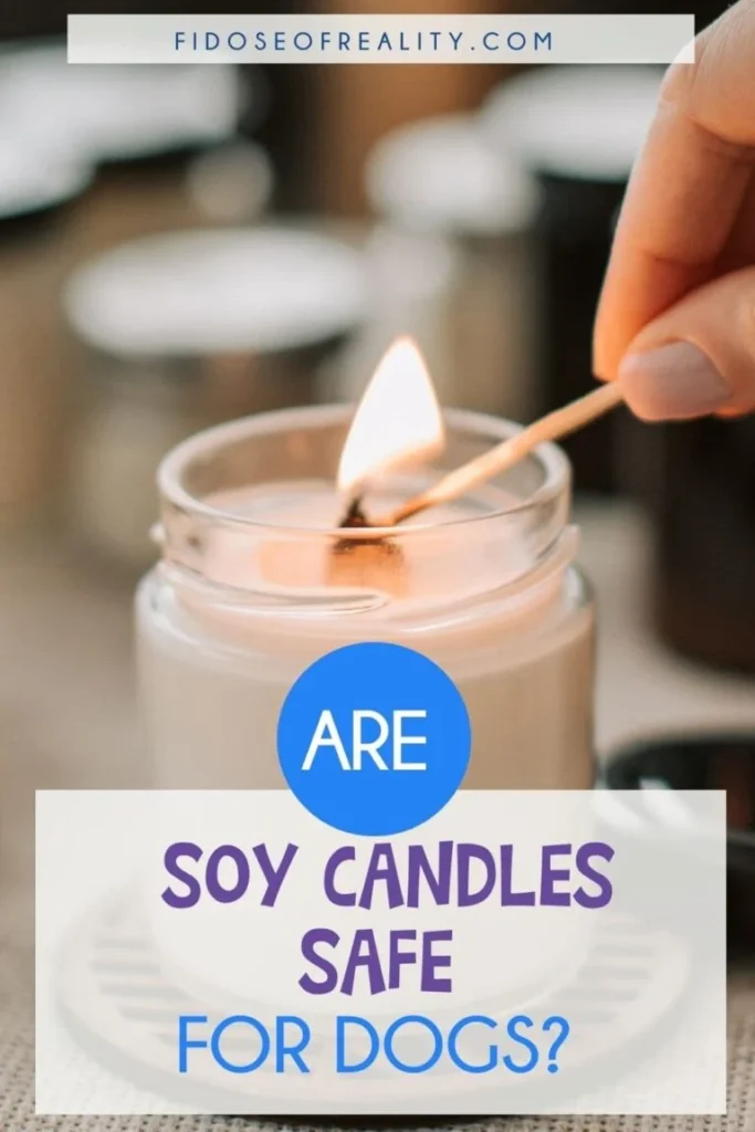 How Dogs React to Candle Fragrances