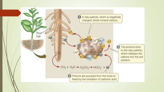 How Moisture Control Enhances Nutrient Uptake