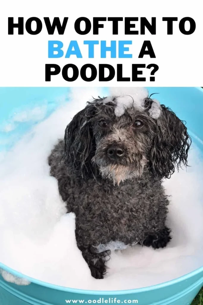How Often Should You Bathe a Poodle? Core Guidelines