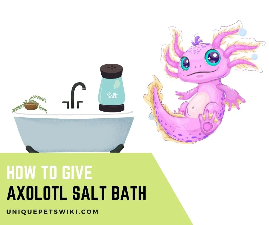how to make a salt bath for axolotl: why and when it matters