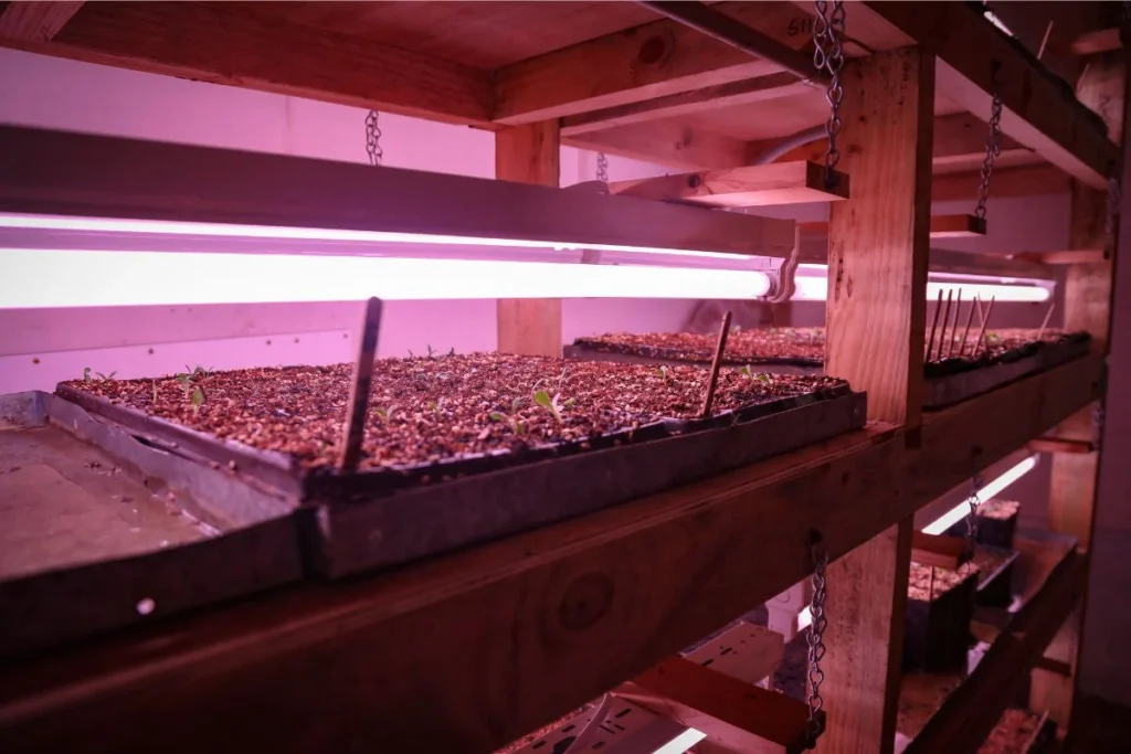 How to Set Up Your Grow Light for Optimal Growth