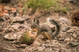 How to Stop Squirrels from Eating Pine Cones: Understanding the Behavior