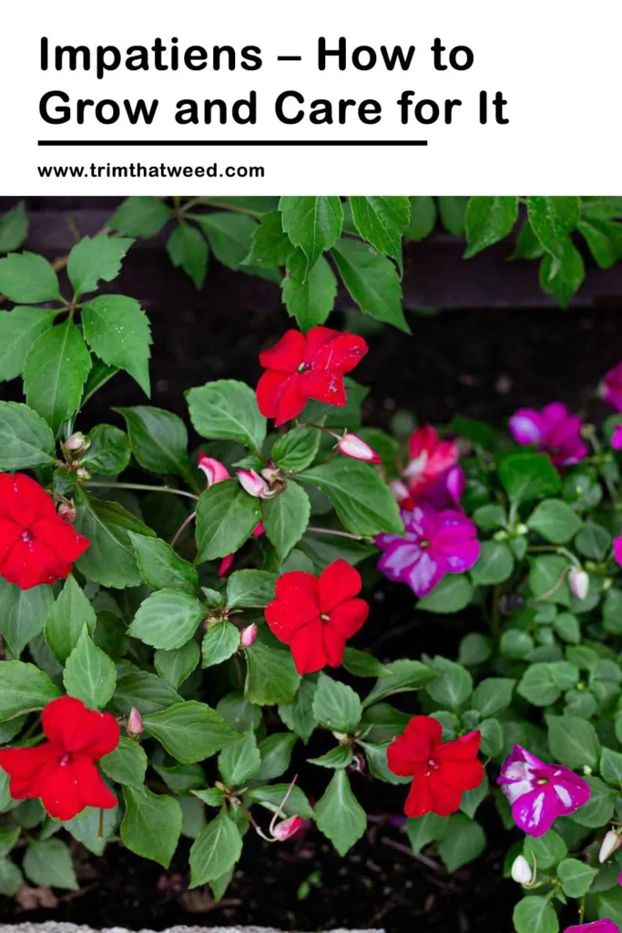 Impatiens and Begonias: Colorful Blooms without Direct Sun