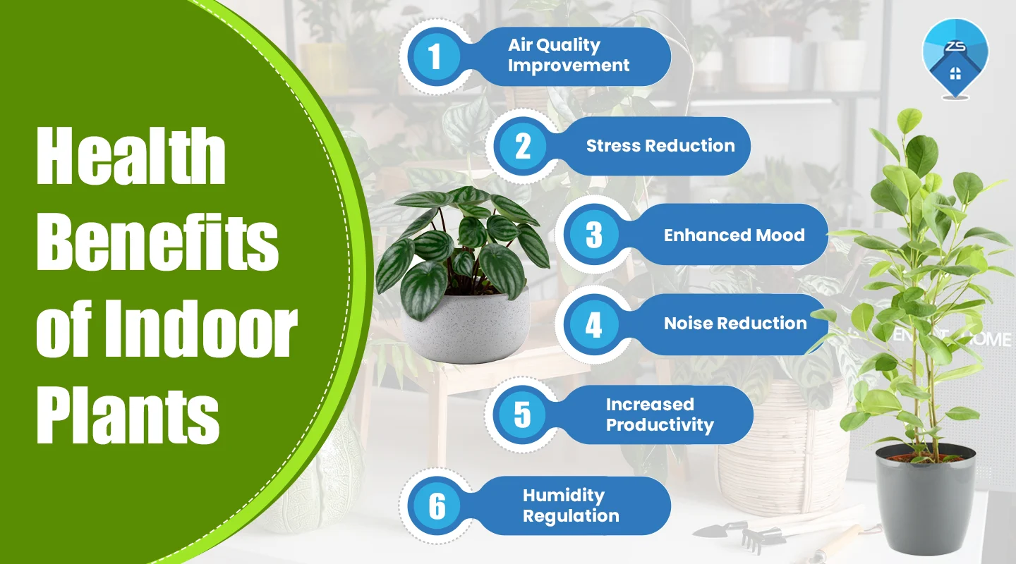 Indoor Plant Décor Ideas: Benefits and Basics
