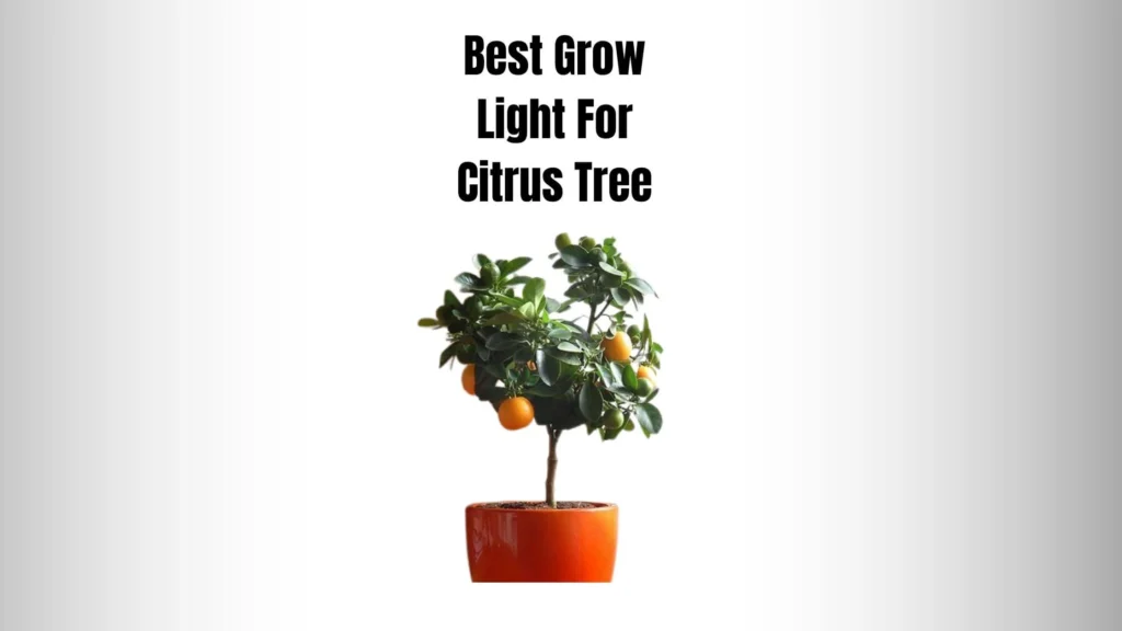Key Features to Look for in the Best Grow Light for Citrus Tree