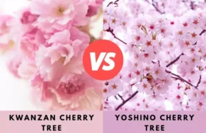 kwanzan vs okame cherry tree a blooming dilemma: Understanding the Core Differences