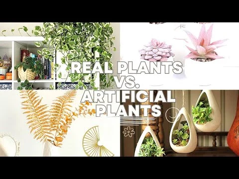 Live plants versus artificial décor