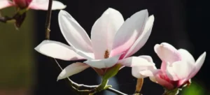 Magnolia Flower Bud vs Leaf Bud Exploring Natures Artistry: A Botanical Overview